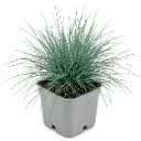 Sininata ‘Elijah Blue’ – Festuca glauca ‘Elijah Blue’