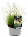 Nurmilauha – Deschampsia cespitosa 'Tardiflora'
