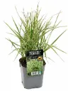 Koristekastikka 'Overdam' – Calamagrostis x acutiflora 'Overdam'
