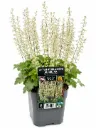 Keijunkukka 'Chantilly' – Heuchera villosa 'Chantilly'