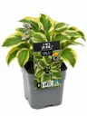 Kuunlilja 'Wide Brim' – Hosta 'Wide Brim