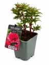 Jalopioni ‘Many Happy Returns’ – Paeonia lactiflora
