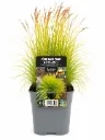 Metsälauha ‘Tatra Gold’ – Deschampsia flexuosa