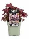 Keijunkukka ‘Huckleberry’ – Heuchera hybrid