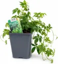 Kuolemattomien yrtti Gynostemma pentaphyllum