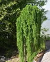 Japaninlehtikuusi ’Stiff Weeper’ Larix kaempferi ’Stiff Weeper’ Myyntikoko runko 120