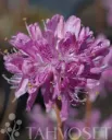 Kanadanatsalea ’Violetta’ FinE Rhododendron canadense ’Violetta’ Myyntikoko 30–40 3L