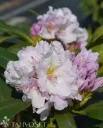 Alppiruusu ’Eskimo’ Rhododendron ’Eskimo’ Myyntikoko 30–40