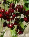 Suklaakirsikka ’Chokoladnaja’ Prunus cerasus ’Chokoladnaja’ Myyntikoko 2L