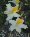 Puistoatsalea ’Illusia’ FinE Rhododendron ’Illusia’ Myyntikoko 30–40