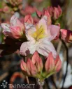 Puistoatsalea ’Satomi’ Rhododendron ’Satomi’ Myyntikoko 30–40
