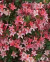 Puistoatsalea ’Tarleena’ FinE Rhododendron ’Tarleena’ Myyntikoko 30–40