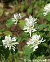Marjatuomipihlaja ’Martin’ Amelanchier alnifolia ’Martin’ Myyntikoko 150–250