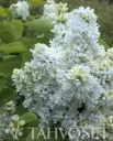 Jalosyreeni ’Mme Lemoine’ Syringa Vulgaris-Ryhmä ’Mme Lemoine’ Myyntikoko 120–150