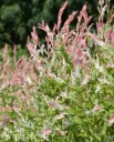 Hakuropaju Salix integra ’Hakuro Nishiki’ Myyntikoko runko 100 cm