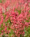 Tarhakeijunkukka ’Hans’ Heuchera ’Hans’ Myyntikoko 3L