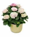 Terassihortensia tosi-iso vaaleanpunainen