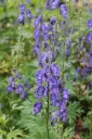 Aitoukonhattu – Aconitum napellus ssp. lusitanum