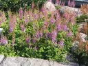 Kiinanjaloangervo 'Pumila' – Astilbe chinensis 'Pumila'