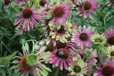 Tarhapunahattu 'Green Twister' – Echinacea 'Green Twister'