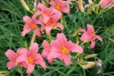 Tarhapäivänlilja 'Pink Damask' – Hemerocallis 'Pink Damask'