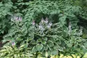 Komeakuunlilja 'Francee' – Hosta fortunei 'Francee'