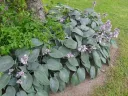 Tarhakuunlilja 'Halcyon' – Hosta tardiana 'Halcyon'
