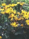 Kallionauhus 'Desdemona' – Ligularia dentata 'Desdemona'
