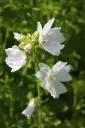 Myskimalva 'Alba' – Malva moschata 'Alba'