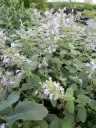 Mirrinminttu – Nepeta × faassenii