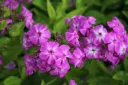 Syysleimu 'Osmo Heikinheimo' – Phlox paniculata 'Osmo Heikinheimo'