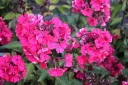 Syysleimu 'Starfire' – Phlox paniculata 'Starfire'
