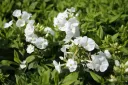 Syysleimu 'Younique White' – Phlox paniculata 'Younique White'