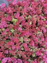 Kaukasianmaksaruoho 'Summer Glory' – Phedimus spurius 'Summer Glory' (Sedum spurium)