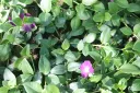 Pikkutalvio 'Atropurpurea' – Vinca minor 'Atropurpurea'