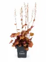 Haltiankukka 'Quicksilver' – Heuchera 'Quicksilver'