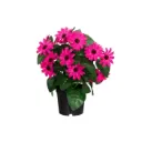 Tähtisilmä tekokasvi ruukussa Aniliini 27 cm, UV-suojattu | 4 Living Collection