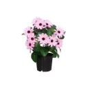 Tähtisilmä tekokasvi ruukussa Vaaleanpunainen 27 cm, UV-suojattu | 4 Living Collection