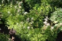 Pikkutöyhtöangervo – Aruncus aethusifolius