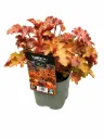 keijunkukka 'Orangeberry' – Heuchera 'Orangeberry' – Myyntikoko C 1,4