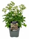 Isotähtiputki 'Shaggy' – Astrantia major 'Shaggy' – Myyntikoko C2