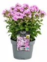 Syysleimu 'Early Lavender Pop' – Phlox paniculata 'Early Lavender Pop' – Myyntikoko C2