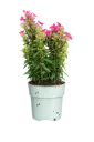 Syysleimu 'Early Red' – Phlox paniculata 'Early Red' – Myyntikoko C2
