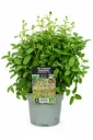 Punaluppio 'Tanna' – Sanguisorba officinalis 'Tanna' Myyntikoko C2