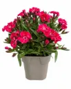 Neilikka 'Sherise' – Dianthus 'Sherise' Myyntikoko P12