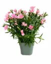 Neilikka 'Freya' – Dianthus 'Freya' Myyntikoko P12