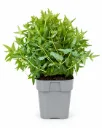 Rantakukka 'Robin' – Lythrum salicaria 'Robin'