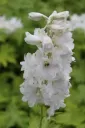 Jaloritarinkannus ’Galahad’ (Delphinium)