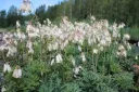 Kesäpikkusydän, valkoinen – Dicentra formosa ’Alba’