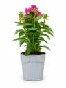Syysleimu 'Flame Watermelon' – Phlox paniculata 'Flame Watermelon'
